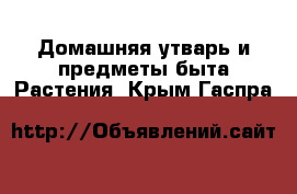 Домашняя утварь и предметы быта Растения. Крым,Гаспра